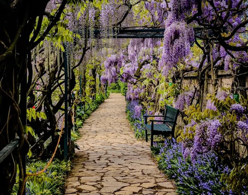 Stone path through a purple wisteria garden tunnel