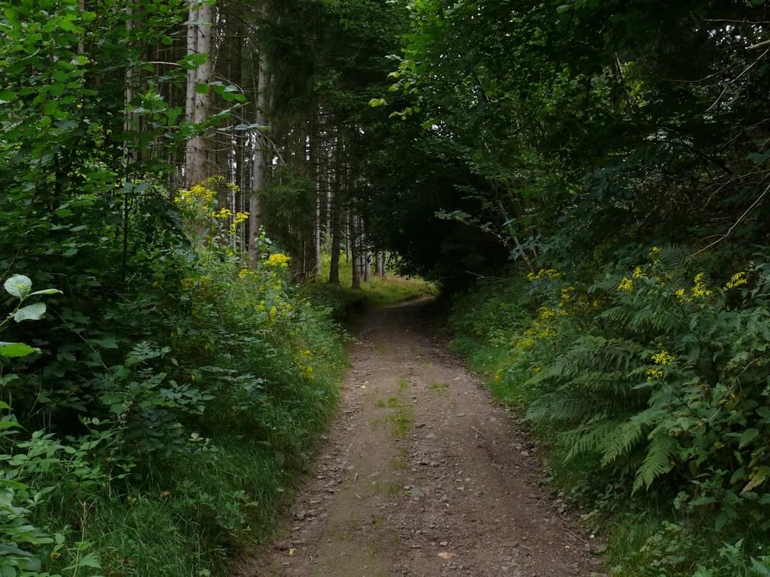 Sunlit forest trail perfect for a geocaching date