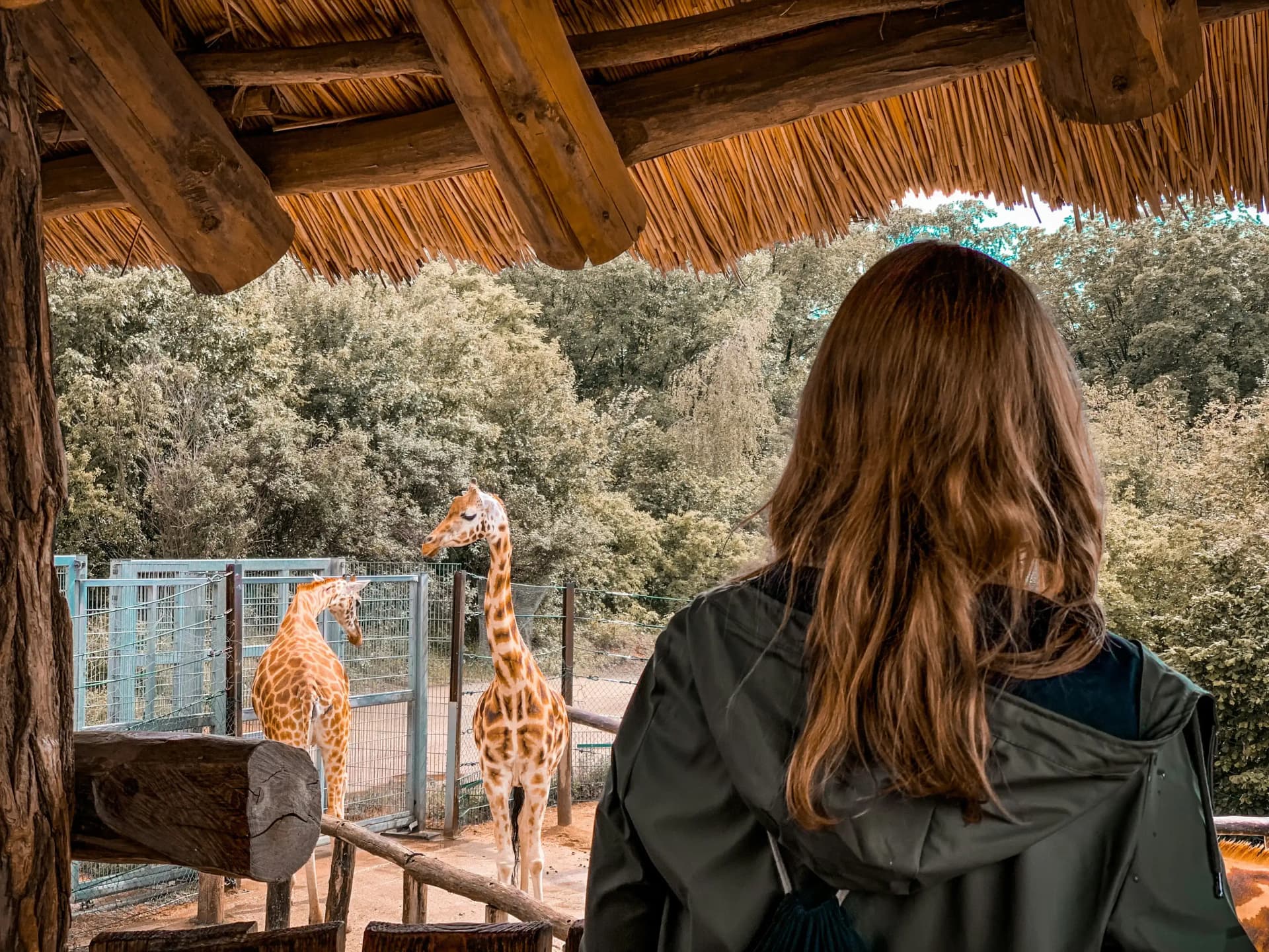 Woman watching giraffe at the zoo on a date