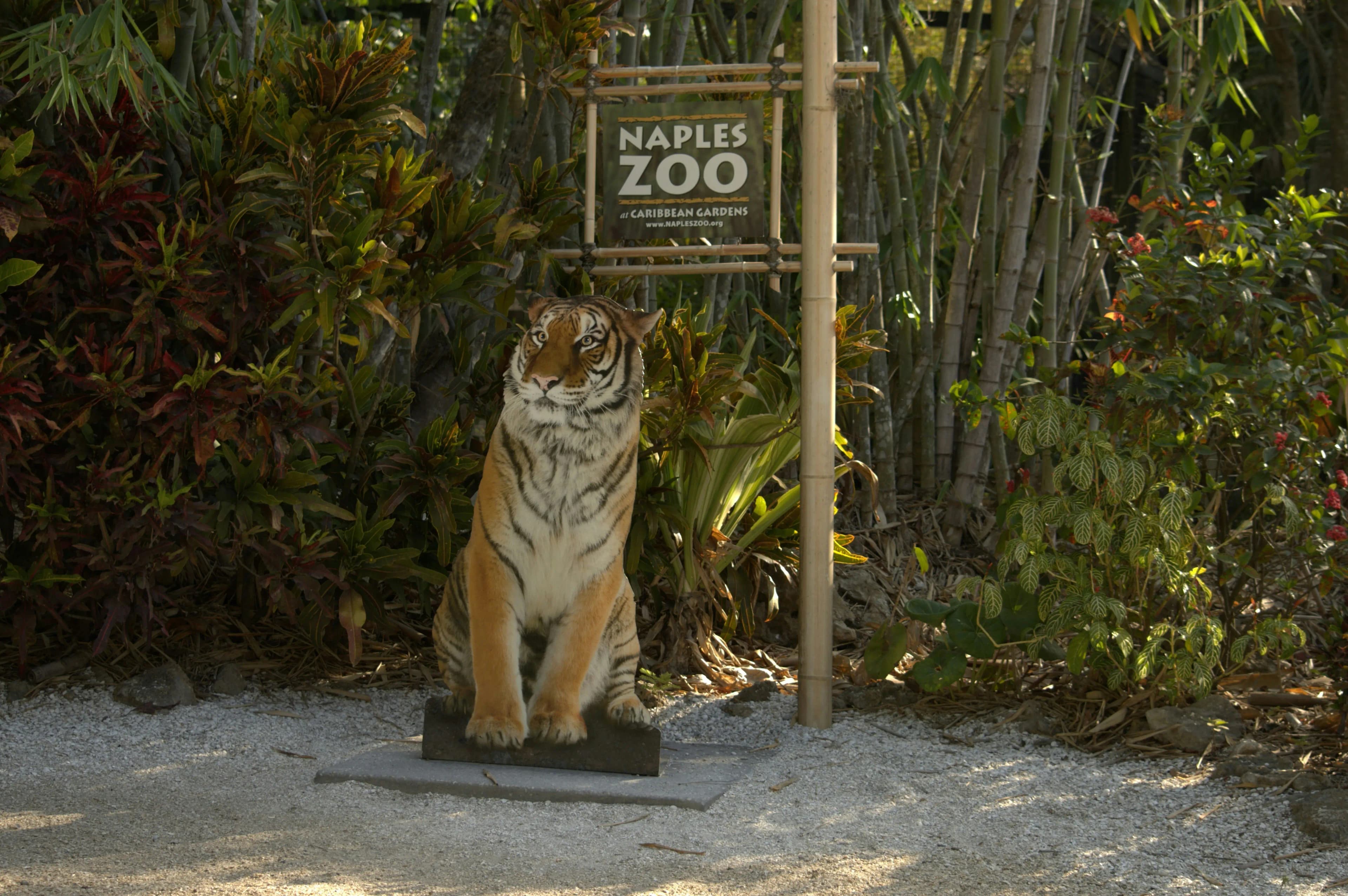 Tiger at the zoo